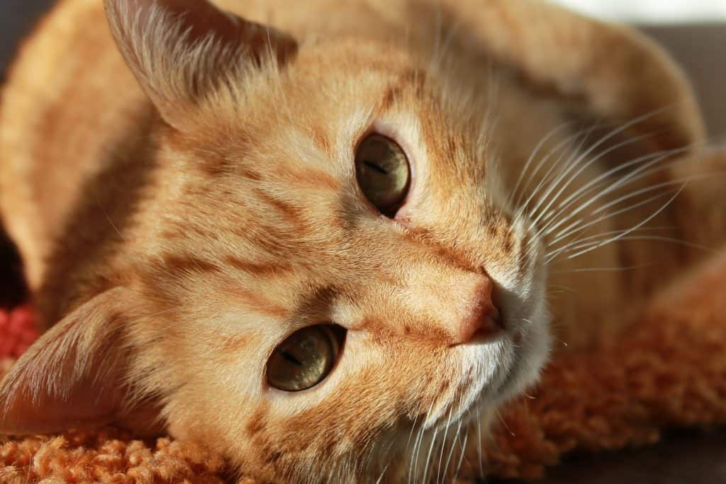 considering a pet 