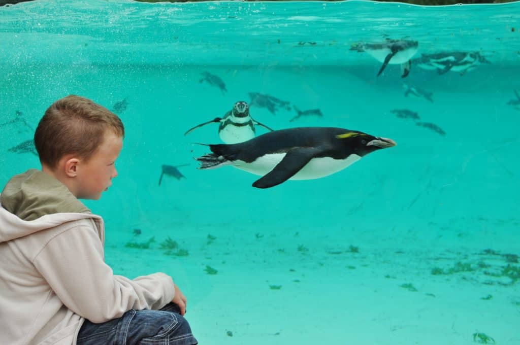 things to see and do at London Zoo