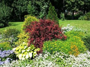low maintenance plants and shrubs