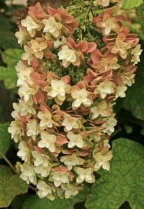 low maintenance plants and shrubs