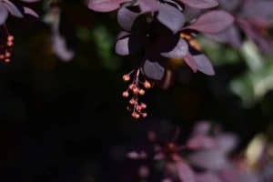 low maintenance plants and shrubs
