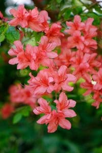 low maintenance plants and shrubs