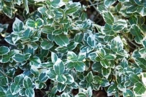 low maintenance plants and shrubs