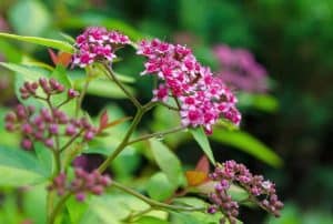 low maintenance plants and shrubs