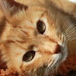 considering a pet