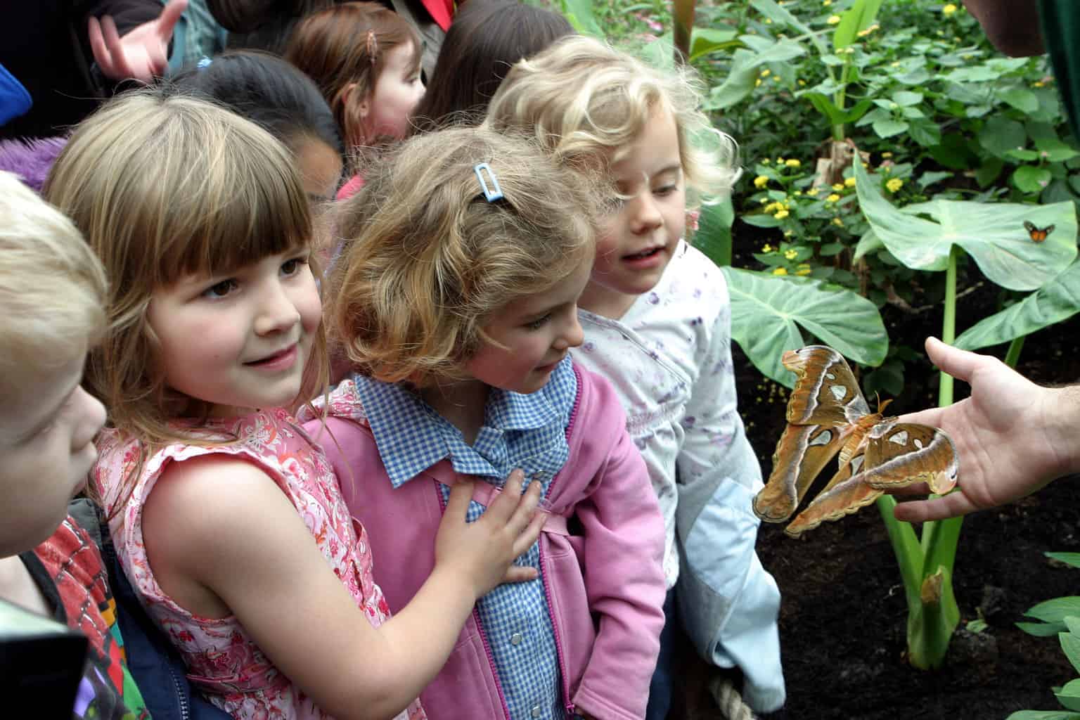 Наблюдать за бабочкой. Дети в зоопарке. Ребенок наблюдает. Дети Лондонский зоопарк. Наблюдение за бабочками для детей.