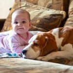 dog breeds for children