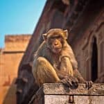 family holiday to Goa