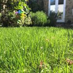 bring your lawn back to life