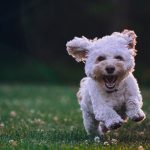 Eukanuba
