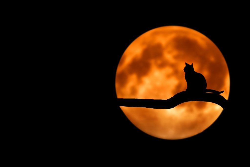 Halloween ideas for adults
