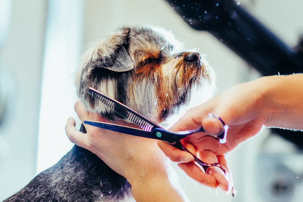 dog hates being groomed