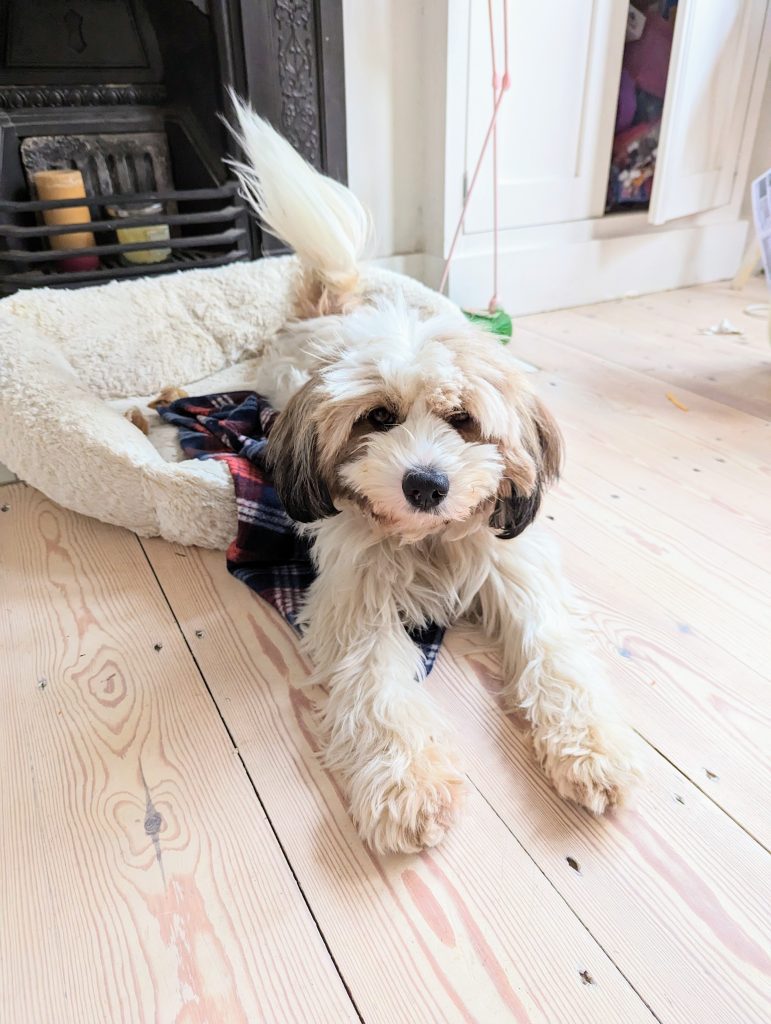 know before getting a dog