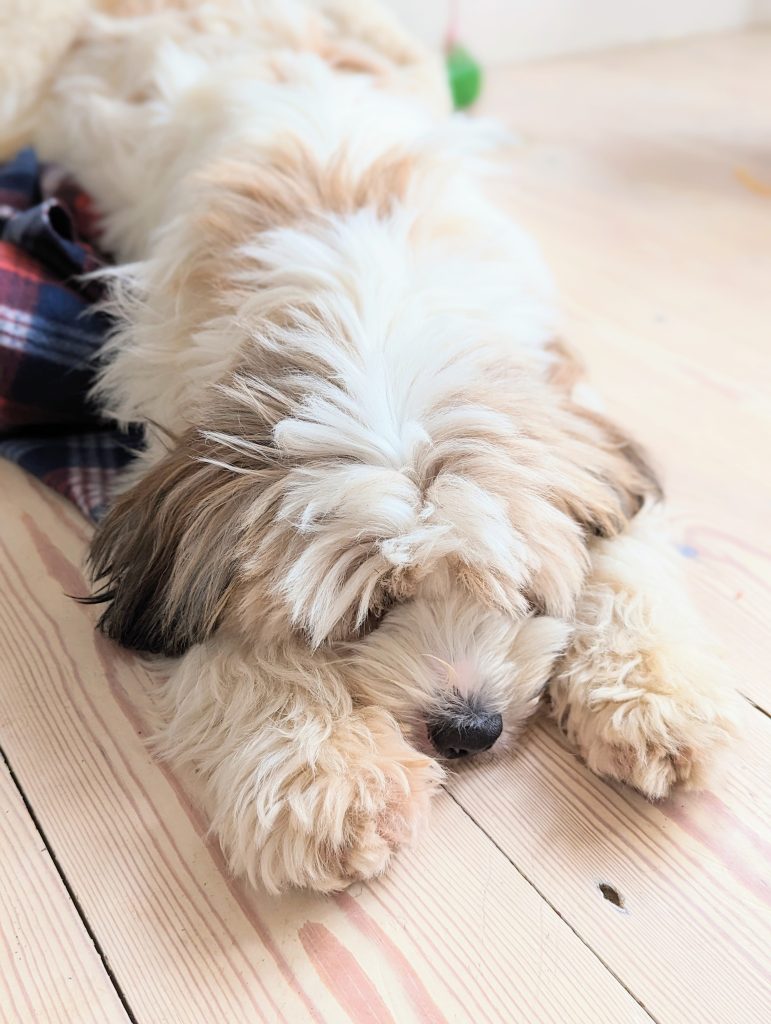 know before getting a dog