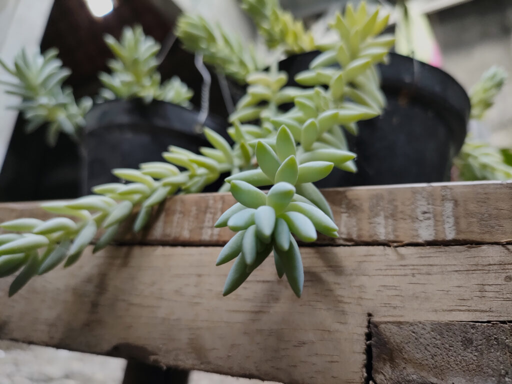 Instagrammable houseplant
