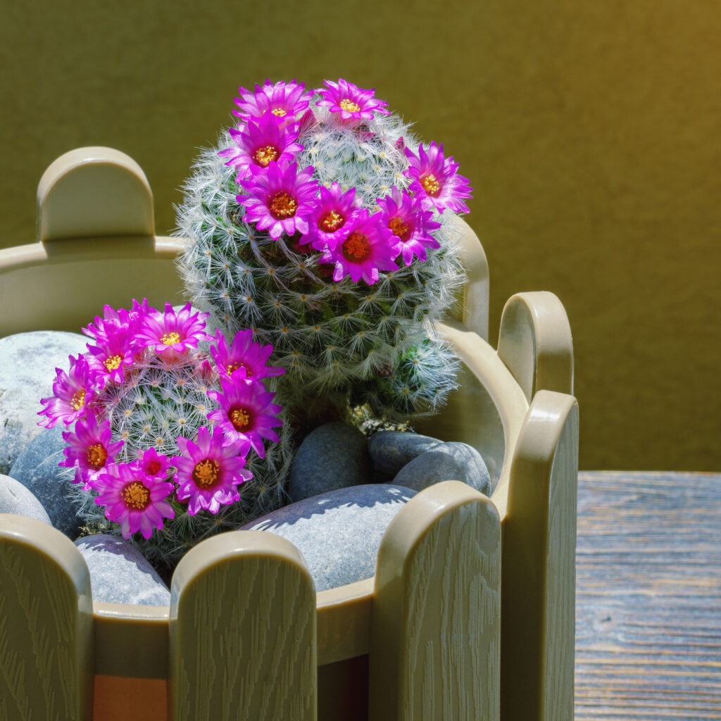 Instagrammable houseplant