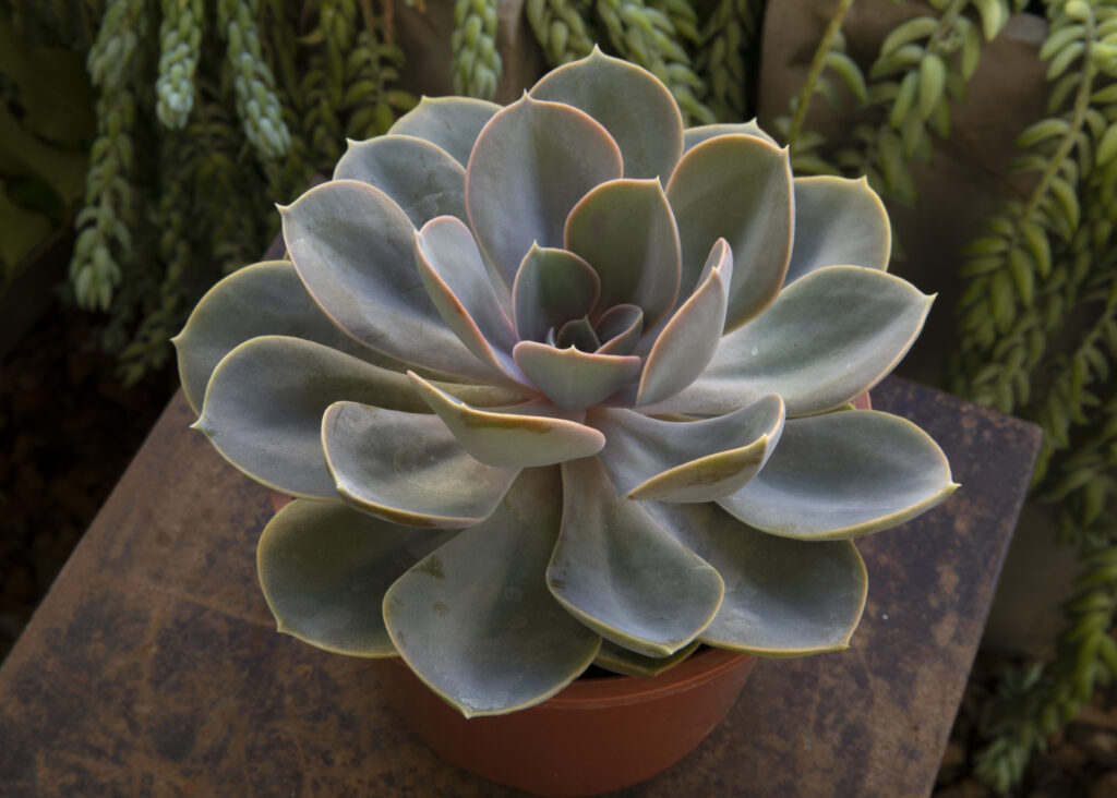 Instagrammable houseplant