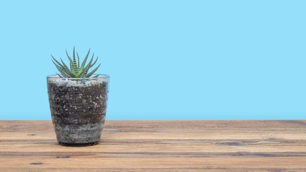 Instagrammable houseplant