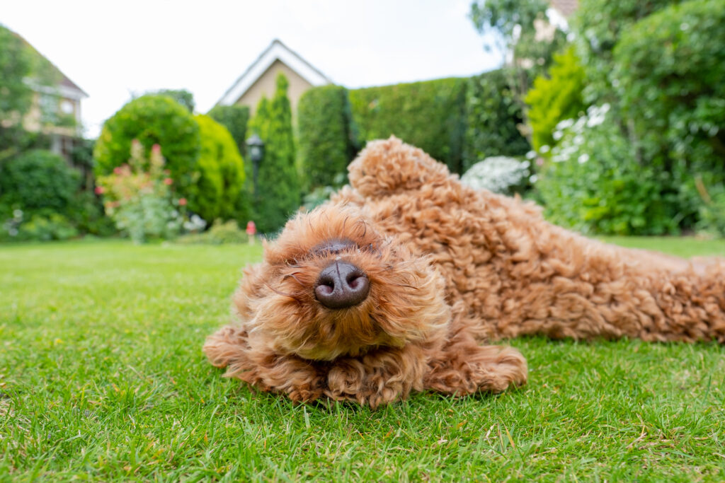 common house and garden plants can be deadly