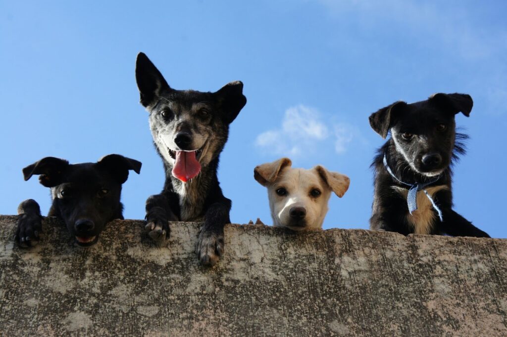 keeping your pet happy