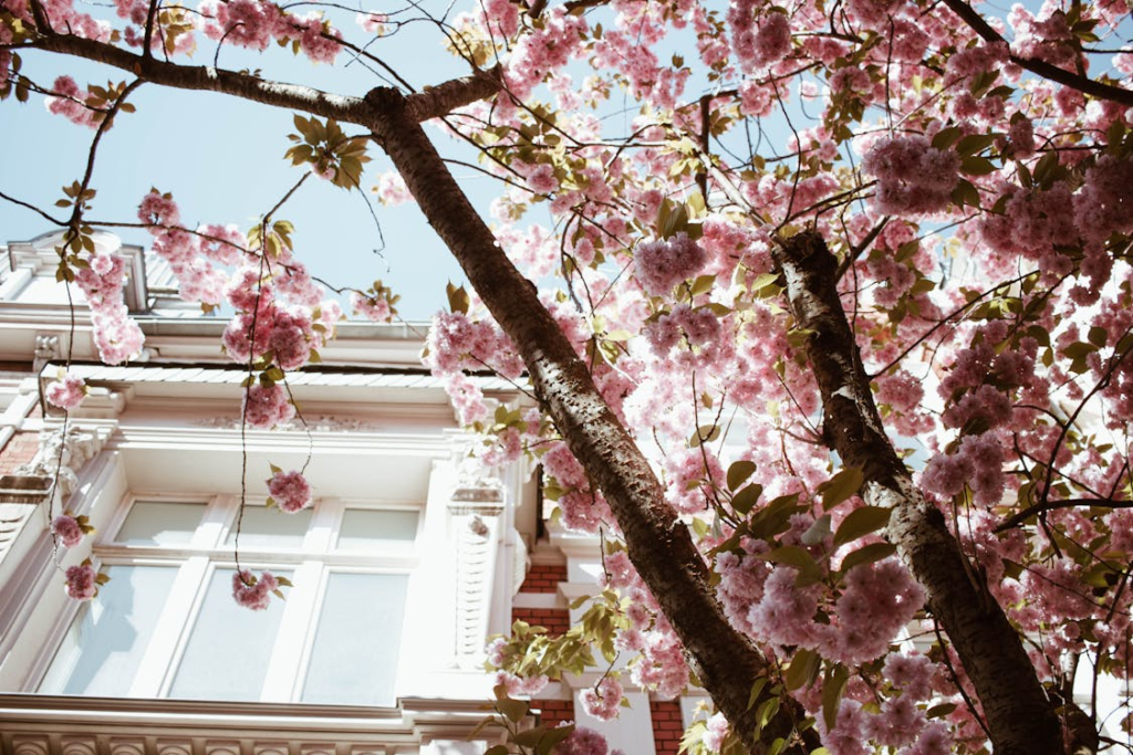 tree for you garden