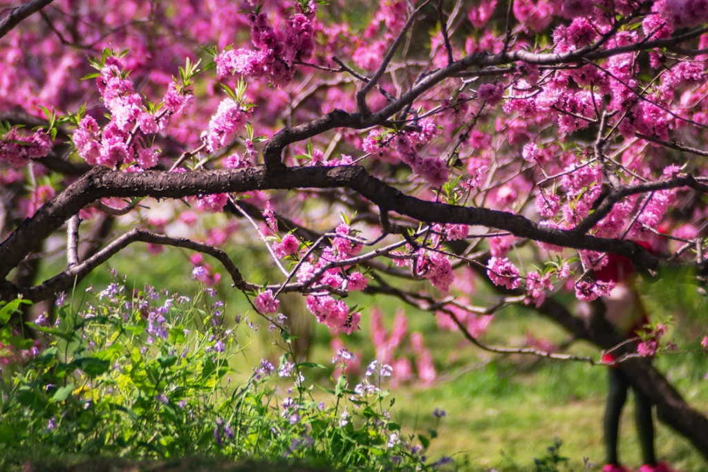 tree for you garden