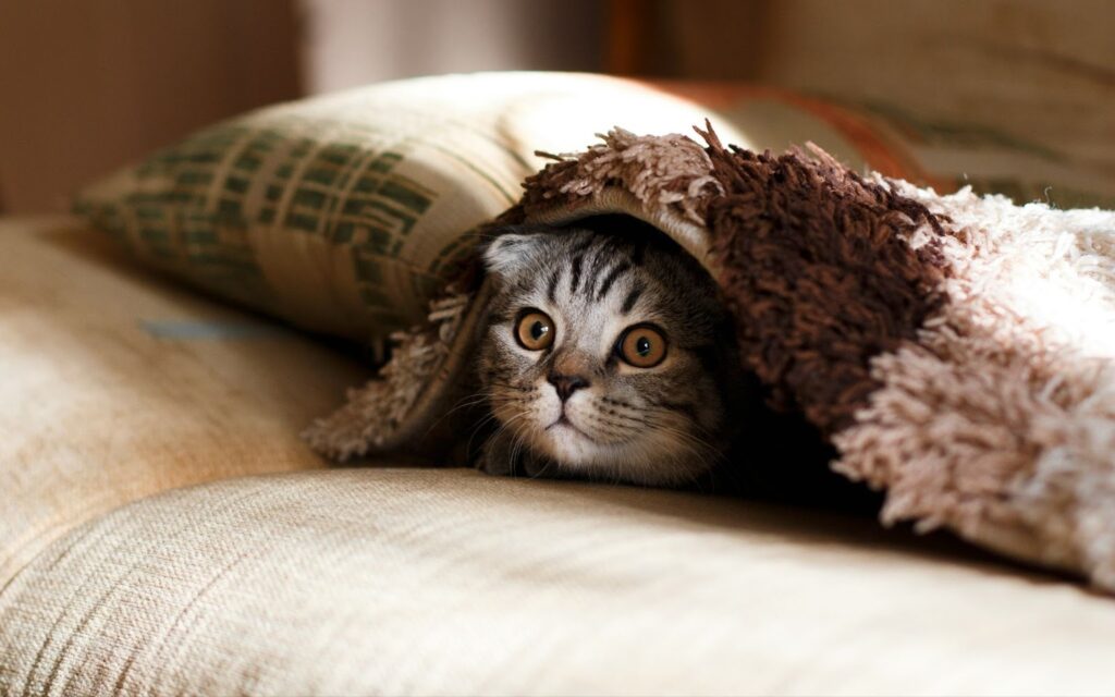 happy healthy pet