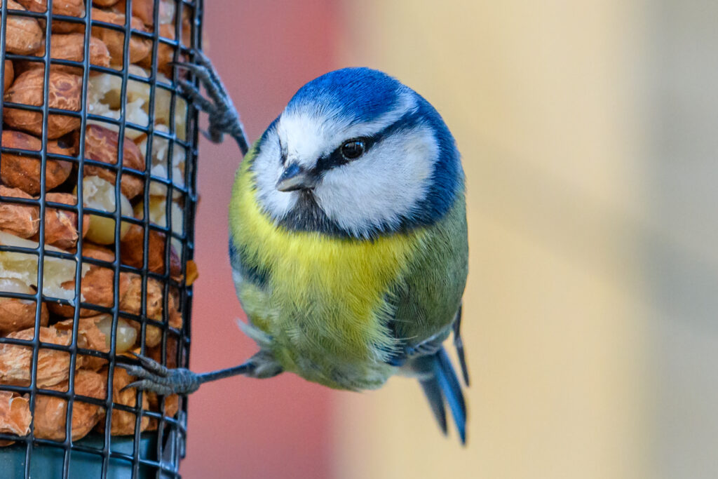 birdwatching with kids