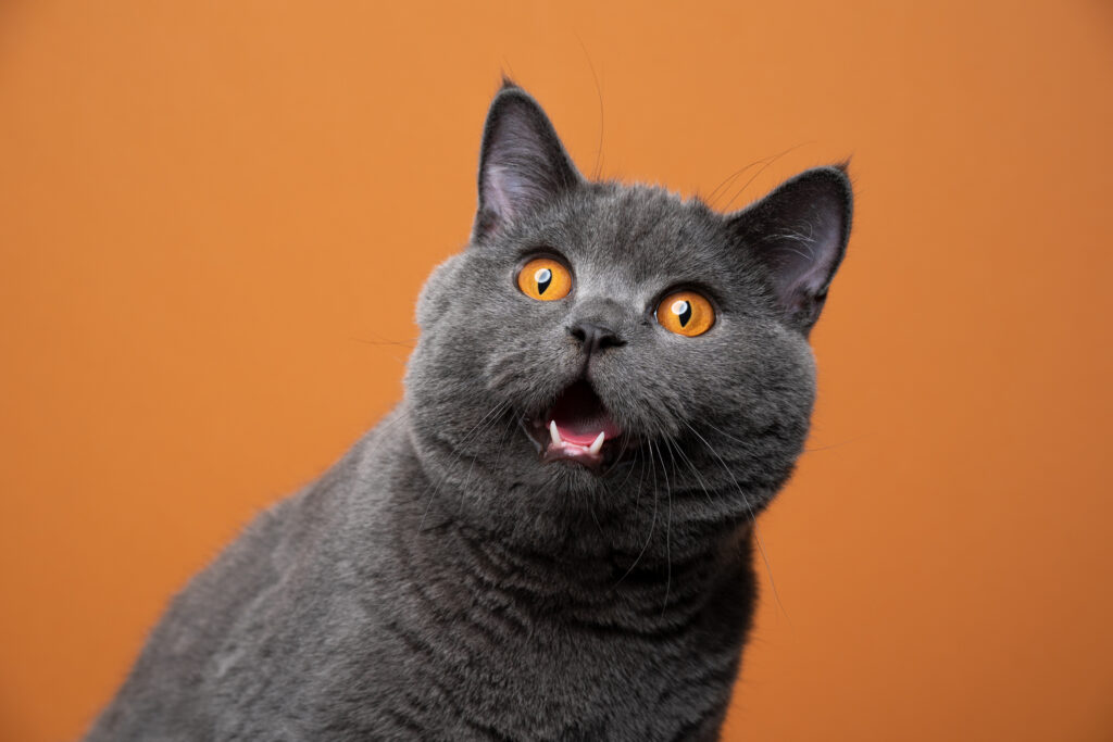 what to do if your pet goes missing.