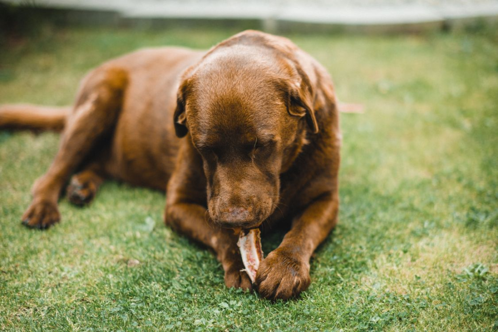 signs you need to change your dogs diet