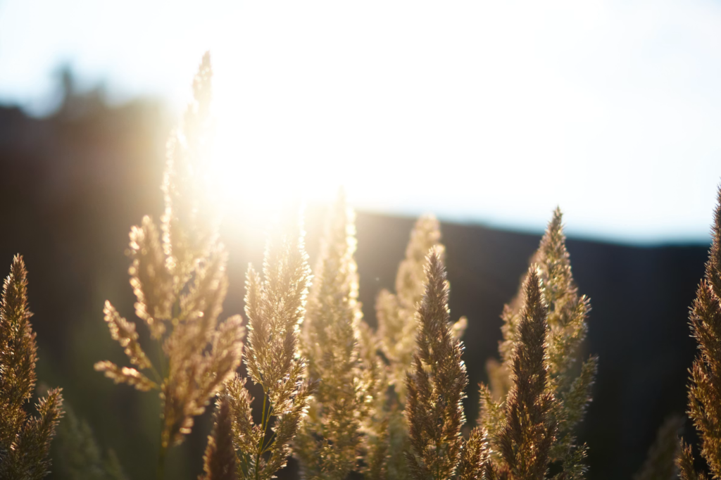 how to protect your garden in a heatwave