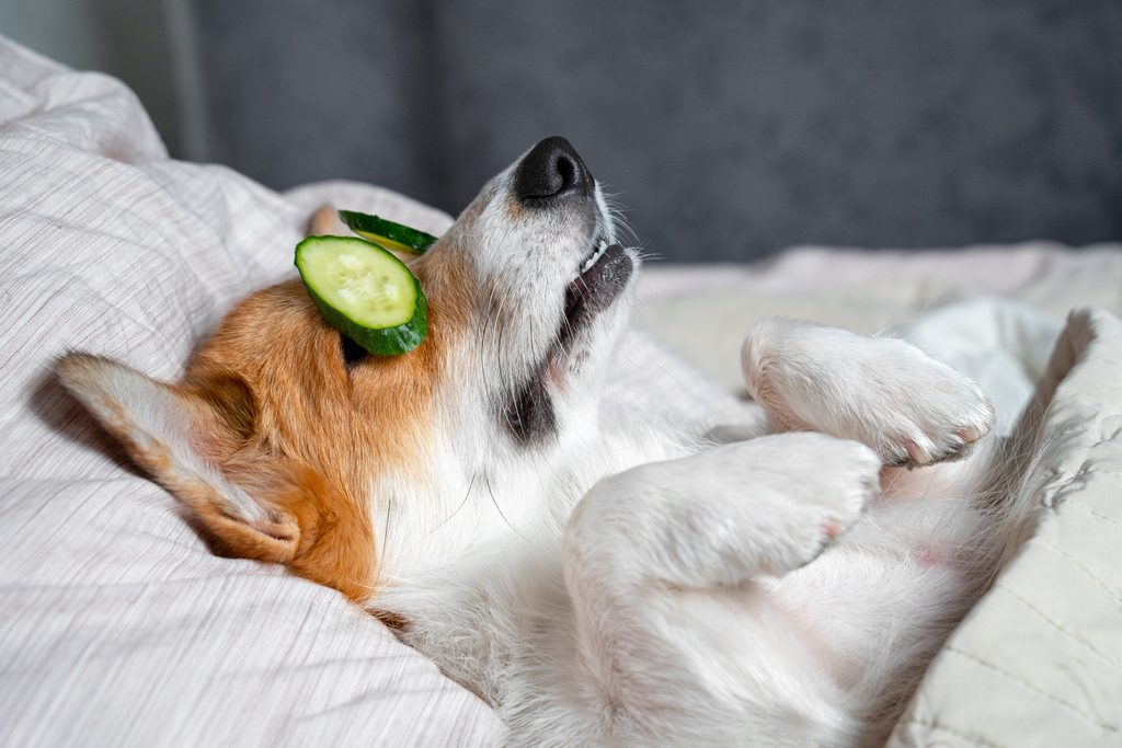 why buy freeze-dried dog treats